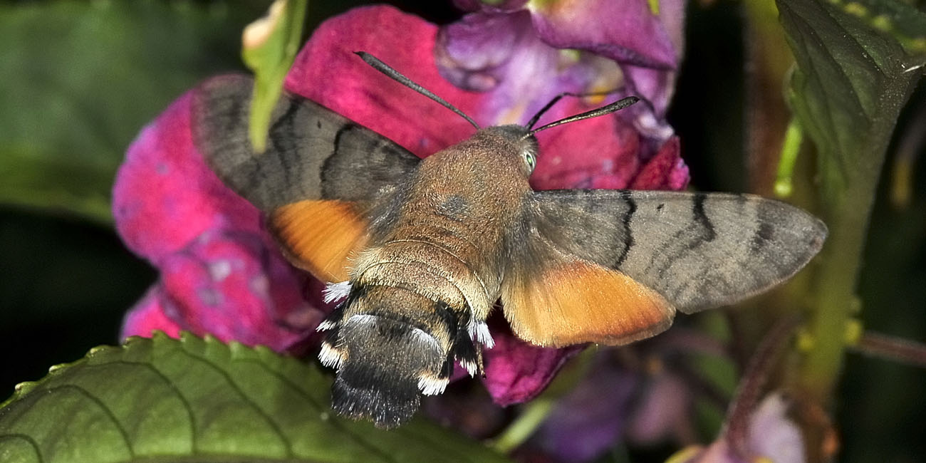 Macroglossum stellatarum